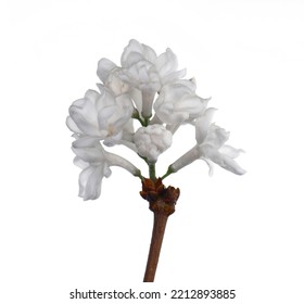 Branch Of White Lilac Isolated