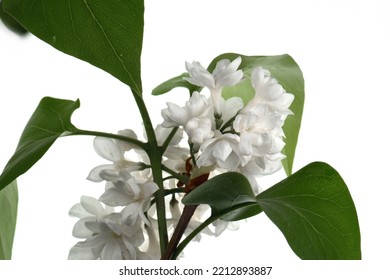 Branch Of White Lilac Isolated