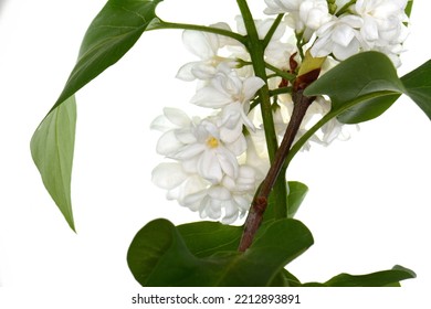 Branch Of White Lilac Isolated