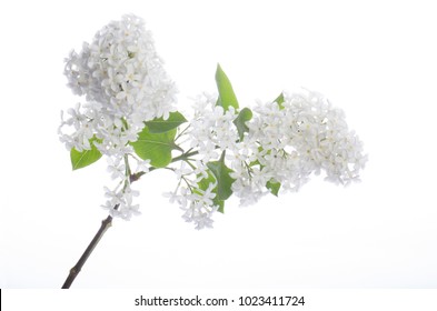 Branch Of White Lilac Isolated On White