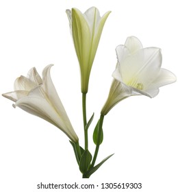 Imagens, fotos stock e vetores similares de white lily isolated