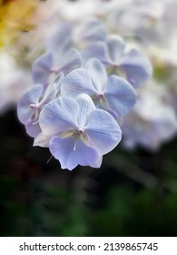 Branch White Orchid Close Up Background 