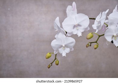 Branch White Orchid Close Up On Gray Background 