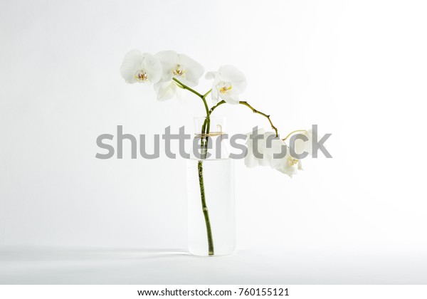 Branch White Orchid Glass Vase Objects Stock Image