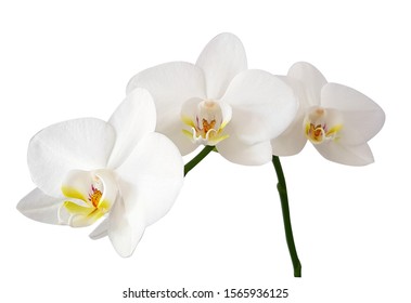 White Orchid Flower Images Stock Photos Vectors Shutterstock