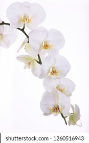 branch of white orchid on a white background - Shutterstock ID 1260516943