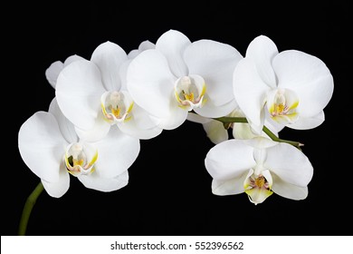 Black And White Orchid Hd Stock Images Shutterstock