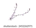 Branch with white pink  flowers . Spring flowering of fruit trees. Delicate white flowers. Isolate on white. png format on transparent