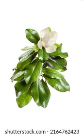 A Branch Of White Southern Magnolia Flower Bloosm With Leaf  On White Background