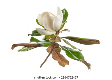 A Branch Of White Southern Magnolia Flower Bloosm With Leaf  On White Background