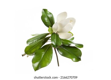 A Branch Of White Southern Magnolia Flower Bloosm With Leaf  On White Background