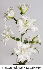 Branch of white terry lily isolated on gray background.
