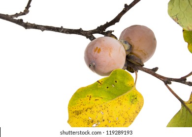 The Branch Of Wild American Persimmon With Ripe Fruit On A White Background