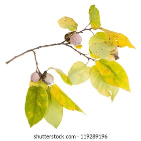 The Branch Of Wild American Persimmon With Ripe Fruit On A White Background