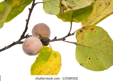 The Branch Of Wild American Persimmon With Ripe Fruit On A White Background