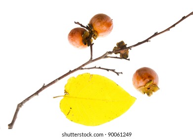 The Branch Of Wild American Persimmon With Ripe Fruit On A White Background