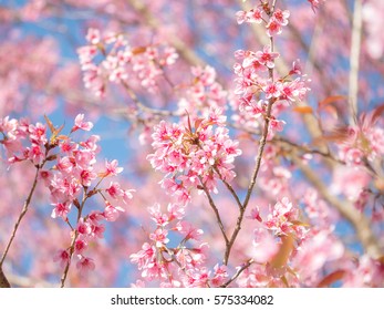 Branch of the Wild Himalayan Cherry, Cerasoides flower, Pink of Cherry blossom, Thai Sakura in Northern of Thailand under blue sky (Selective Focus) - Shutterstock ID 575334082