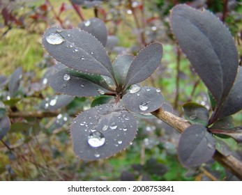 Branch Of Wild Honeysuckle After Rain