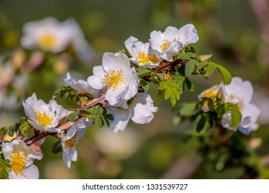 A branch of wild roses blossoms. Blooming wild roses in springtime. Beautiful spring white flowers in orchard. Toned Image does not in focus.