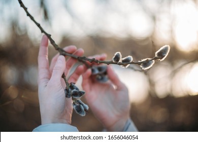 Ein Zweig Weiden mit vollen Knospen in weiblichen Händen. Nahaufnahme