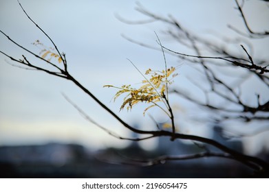 Branch And Winter Vibes In Portugal