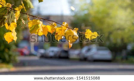 Branch with yellow autumn leaves on a background of a city street with cars