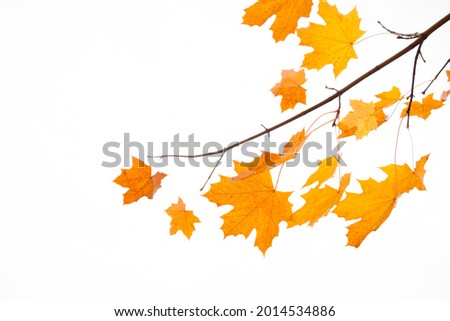 Branch with Yellow autumn maple tree leaves isolated on white Background. Nature autumn Object for design. Beautiful template with Copy Space 