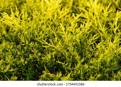 749 Yellow juniperus Images, Stock Photos & Vectors | Shutterstock