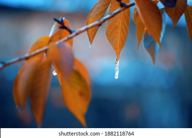 Branch with Yellow Leaves and an Icicle falling from them. Concept Weather, Frost, Low Temperatures, Autumn, Winter