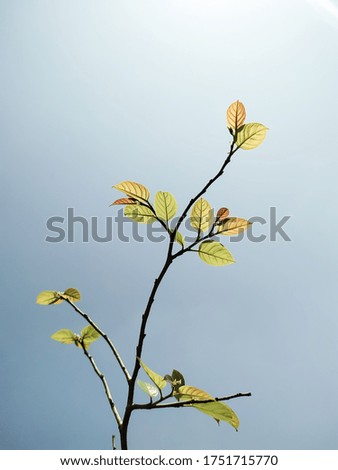 Image, Stock Photo red wine Summer