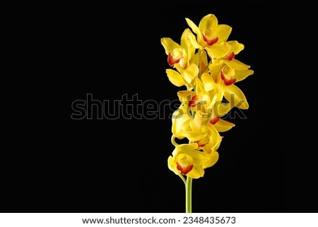 branch yellow orchid with stem closeup on white background