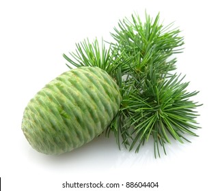Branch of a young cedar with the cone on a white background