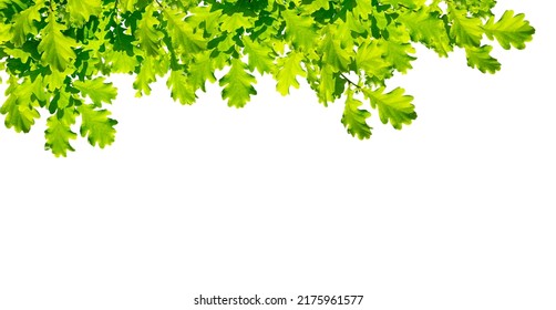 Branch of young solar green oak leaf isolated on white. Spring landscape. Twigs hanging down from the top - Shutterstock ID 2175961577