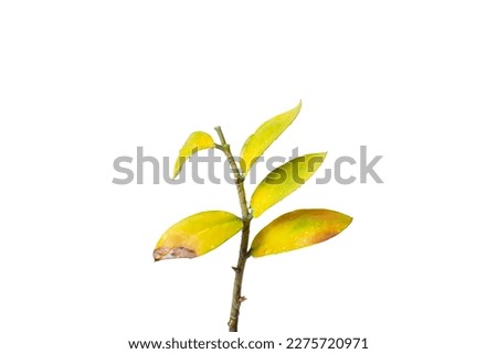 A branch of a Zamioculcas flower with yellow diseased leaves on a light gray background. Isolate on white.