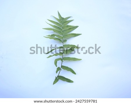 The branched leaves appear curved against the white background