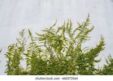 Branched Plant Is Overgrown Old Stone Wall