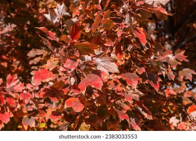 Branches of the Acer rubrum, also known as red maple with bright red autumn leaves in sunny day, close-up in selective focus