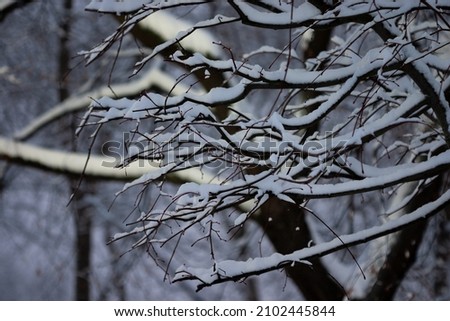 Similar – Image, Stock Photo Last fruits Environment