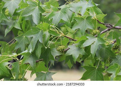 Branches of American sweetgum or Liquidambar styraciflua tree