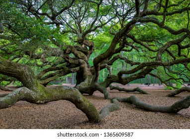Branches of ancient Angel Oak, a 500-year-old southern live oak (Quercus virginiana) on Johns Island near Charleston, South Carolina. Longest branch is nearly 190 feet long.