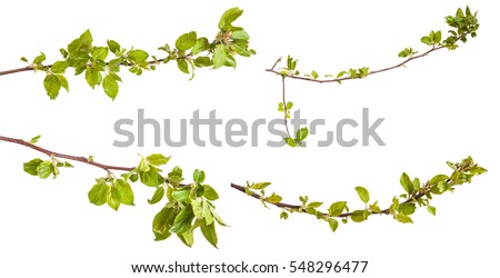 branches of apple trees with young leaves. isolated on white background