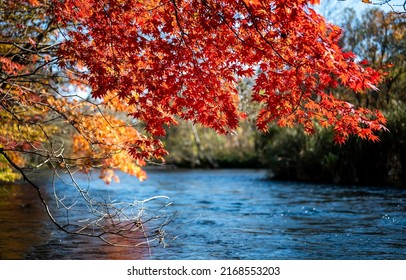 Branches with autumn foliage lean over the river. Red autumn on forest river. River trees with red autumn leaves - Shutterstock ID 2168553203