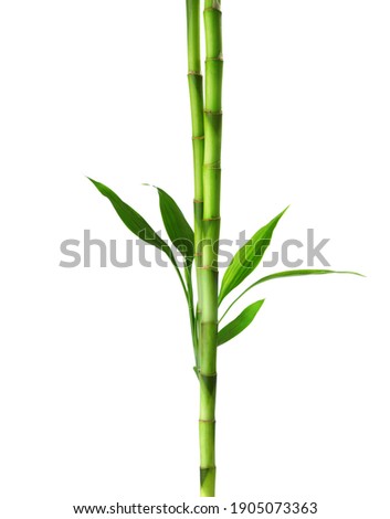 Branches of Bamboo with green  leaves isolated on white background.