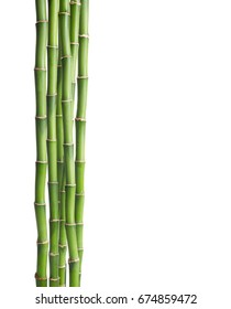  Branches  of  Bamboo isolated on white background. 