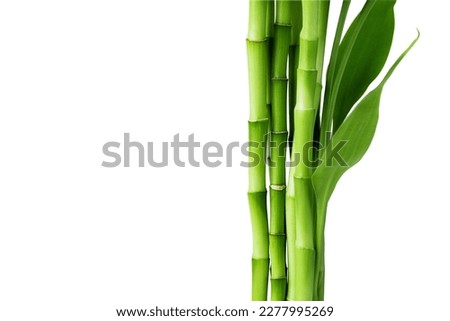 Branches of bamboo isolated on white background. Bamboo shoots with bamboo leaves for design.