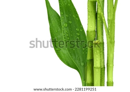 Branches of bamboo isolated on white background. Bamboo shoots and bamboo leaves with raindrops for design.
