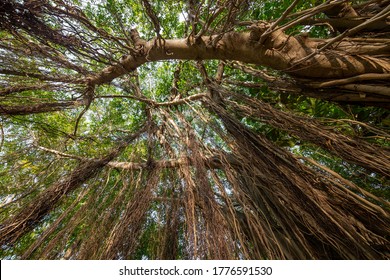 Branches Of Banyan Trees In The Park.