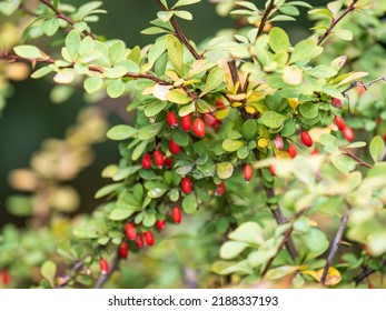 Branches of a barberry Bush with ripe red barberry berries Branches with yellow leaves of a prickly bush in the fall.