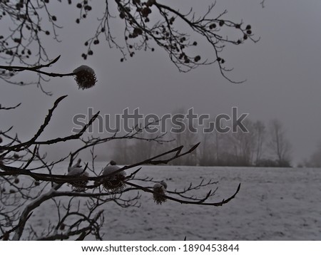 Branches of bare deciduous tree on the edge of a snow-covered meadow in winter season near Gruibingen, Swabian Alb, Germany on foggy day. Selective focus on branch in front.