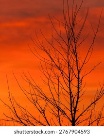 Branches of a bare tree stand out against the bright colors of the sunset in Vendee. The sky shows shades of orange and red as day turns to night.